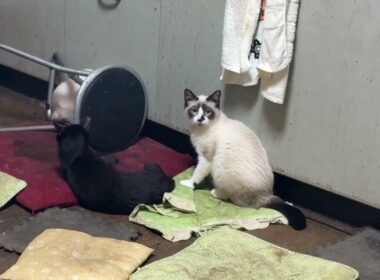 倒れた丸イスで遊ぶシャムの雫　パンダ、黒夢、ルル