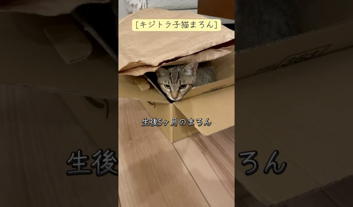 [キジトラ子猫まろん]生後5ヶ月のまろん 小さくて細い