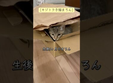 [キジトラ子猫まろん]生後5ヶ月のまろん 小さくて細い