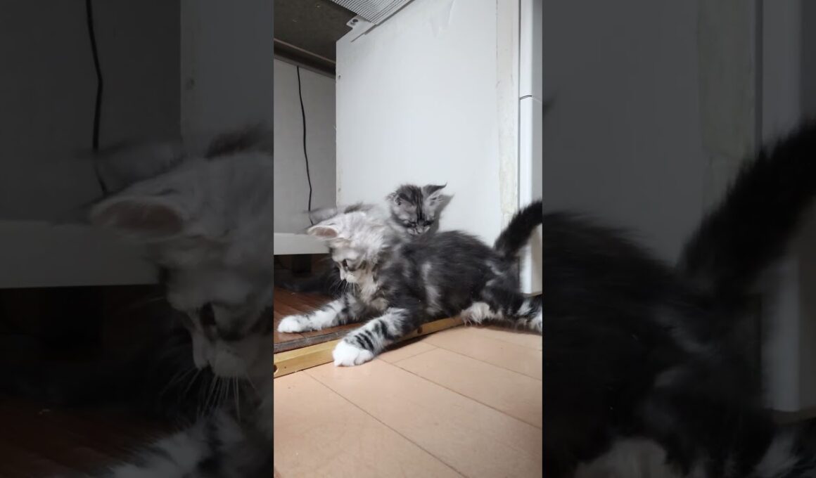 生後2ヶ月メインクーンシルバーのリッチ君