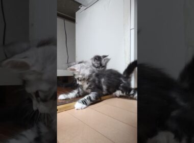 生後2ヶ月メインクーンシルバーのリッチ君