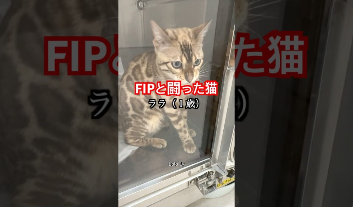 FIPと闘ったベンガル猫#fip #猫のいる暮らし #ベンガル #cat