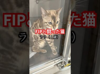 FIPと闘ったベンガル猫#fip #猫のいる暮らし #ベンガル #cat