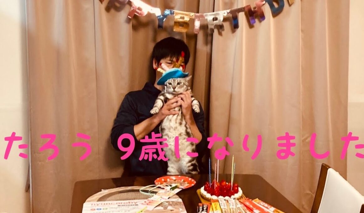 9歳誕生日 たろう 猫#shorts おめでとう 猫じゃらし アメリカンショートヘア #ショート動画