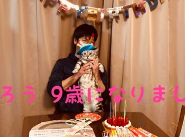 9歳誕生日 たろう 猫#shorts おめでとう 猫じゃらし アメリカンショートヘア #ショート動画