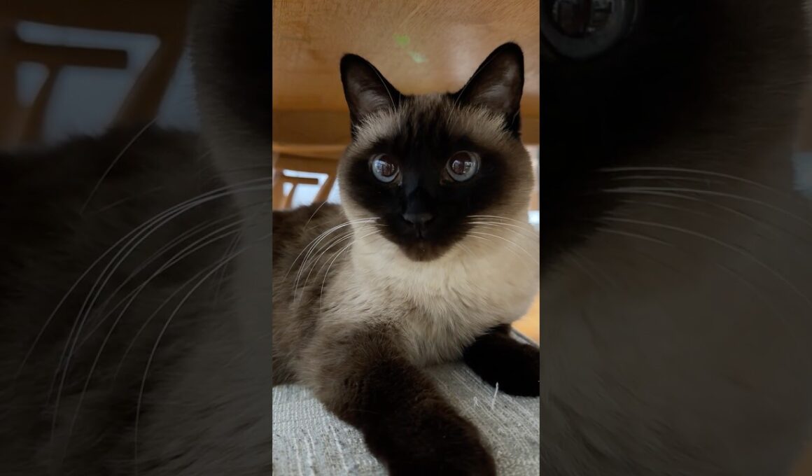 ガリガリ爪研ぎシャム猫のふくさん【たぬき猫】 #cat #しゃむねこ #猫のいる暮らし #猫好きさんと繋がりたい #ねこ #cute