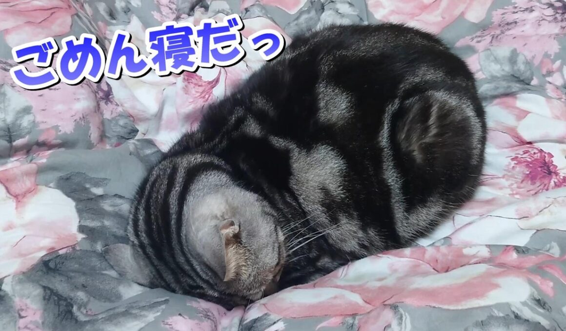 珍しくごめん寝だー！癒しの猫さん（アメリカンショートヘア）