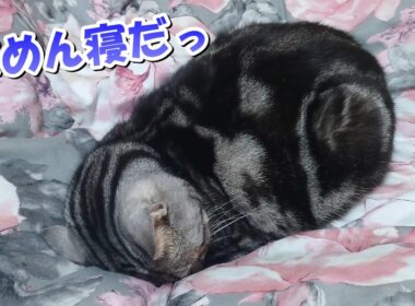 珍しくごめん寝だー！癒しの猫さん（アメリカンショートヘア）