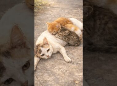 道端で見つかった母猫と子猫たち #保護猫 #rescue #cat  #shorts