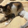 三毛猫ミックスのお腹に顔を食い込ませるシャムの雫