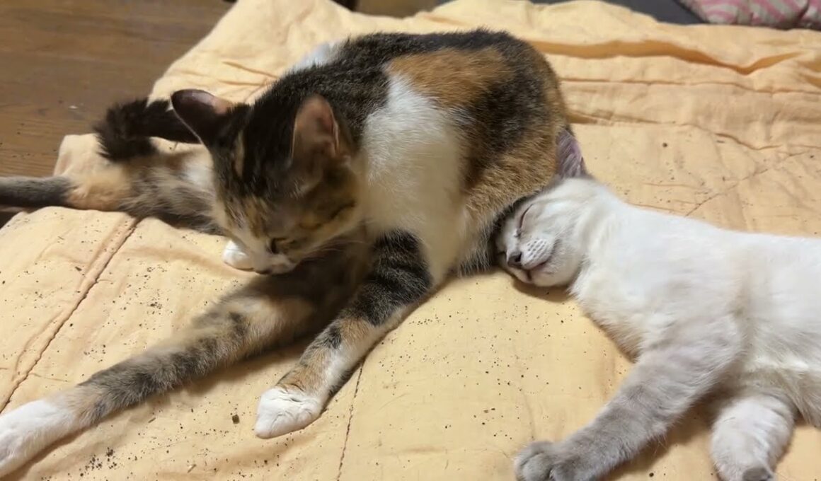 三毛猫ミックスのお腹に顔を食い込ませるシャムの雫