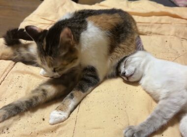 三毛猫ミックスのお腹に顔を食い込ませるシャムの雫