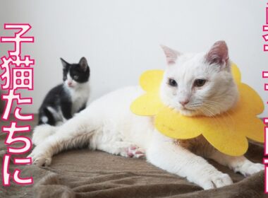 保護子猫兄妹、しあわせ願う巣立ち前日　The kitties just before leaving the nest