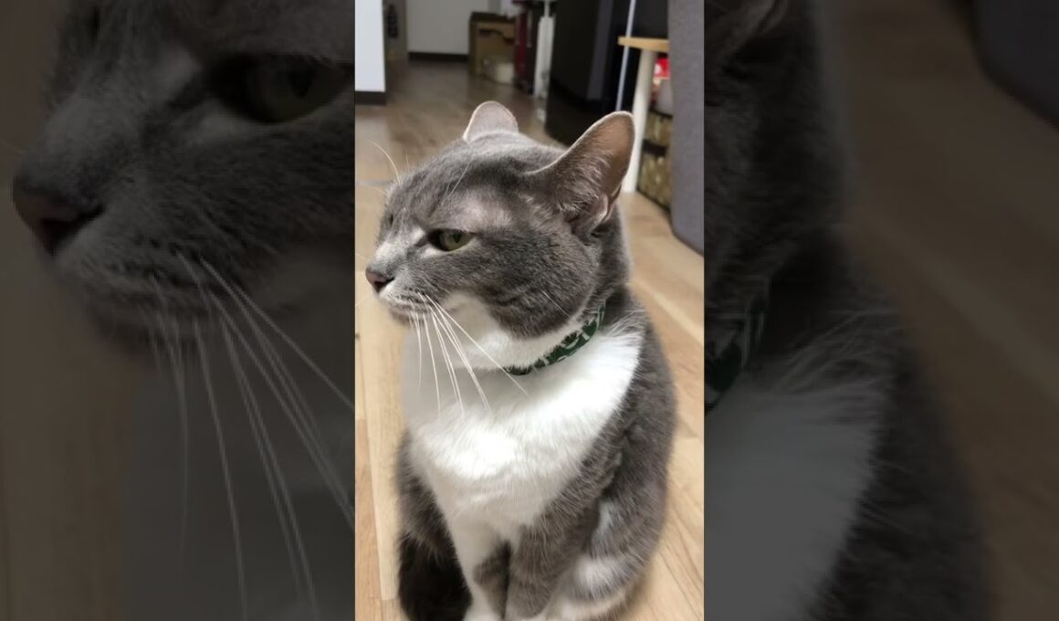 ちゃんと対面で会話をするにゃんこ🐱#shorts