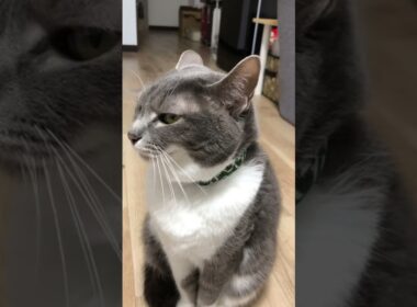 ちゃんと対面で会話をするにゃんこ🐱#shorts