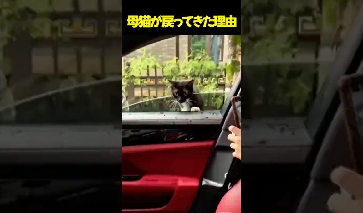 母猫が戻ってきた理由 #母猫 #子猫 #保護猫 #命の尊さ