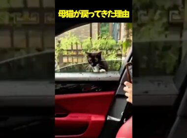 母猫が戻ってきた理由 #母猫 #子猫 #保護猫 #命の尊さ