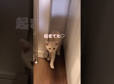 子猫がこの場所で寝ていた本当の理由  【初めてのお留守番で激おこだった子猫が隠れていた場所の真相】 #テアタイム