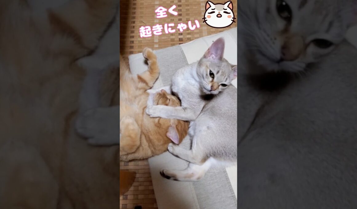 この気持ちだけは貫き通すにゃ🐱✨#シンガプーラ #cutecat #shorts