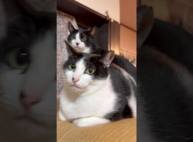 スフィンクス猫じゃないハチワレ猫🤣🤣🤣#猫 #cat #猫のいる暮らし #lifewithcats #保護猫