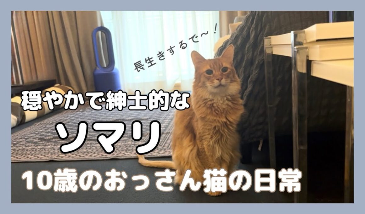 ソマリの日常【ソマリのぷー】