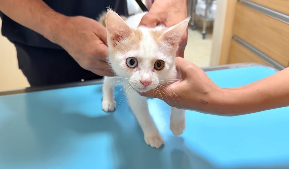 何も知らずに病院に連れて来られた子猫がワクチンを打たれたらビックリしてこうなっちゃいました…
