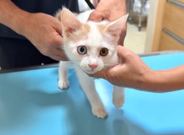 何も知らずに病院に連れて来られた子猫がワクチンを打たれたらビックリしてこうなっちゃいました…