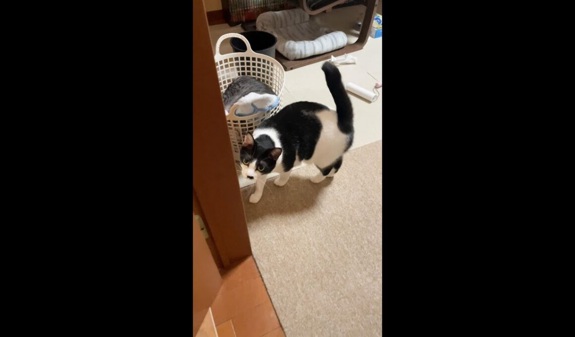 出勤前の飼い主と猫の攻防#shorts