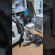 忙しい3匹のメインクーン子猫たち