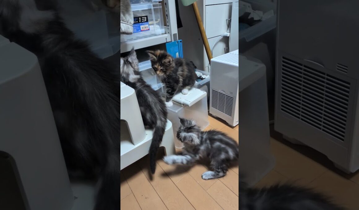 忙しい3匹のメインクーン子猫たち