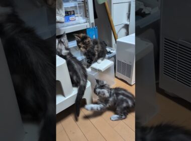 忙しい3匹のメインクーン子猫たち