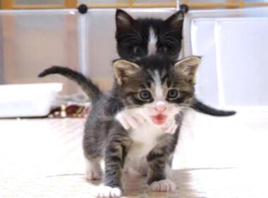 寝起きの赤ちゃん子猫達がママにご飯のおねだりニャーニャー隊に変身中？【赤ちゃん猫　保護猫】