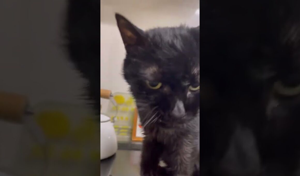 久々のみやちゃん🐈‍⬛