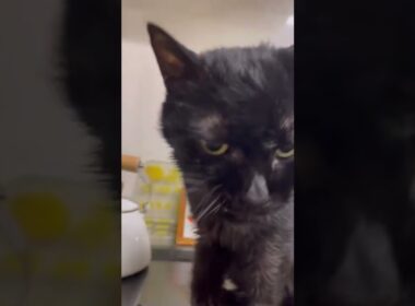 久々のみやちゃん🐈‍⬛