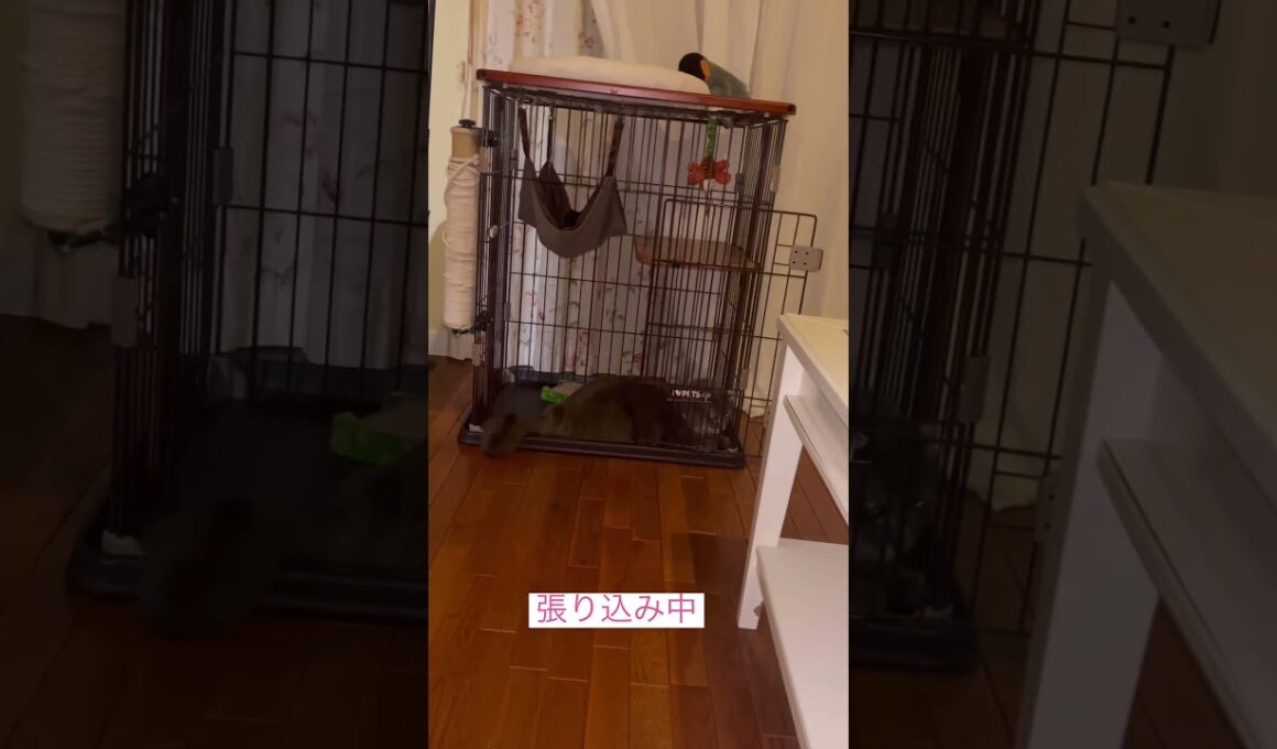 張り込み #ねこ動画 #アメリカンカール