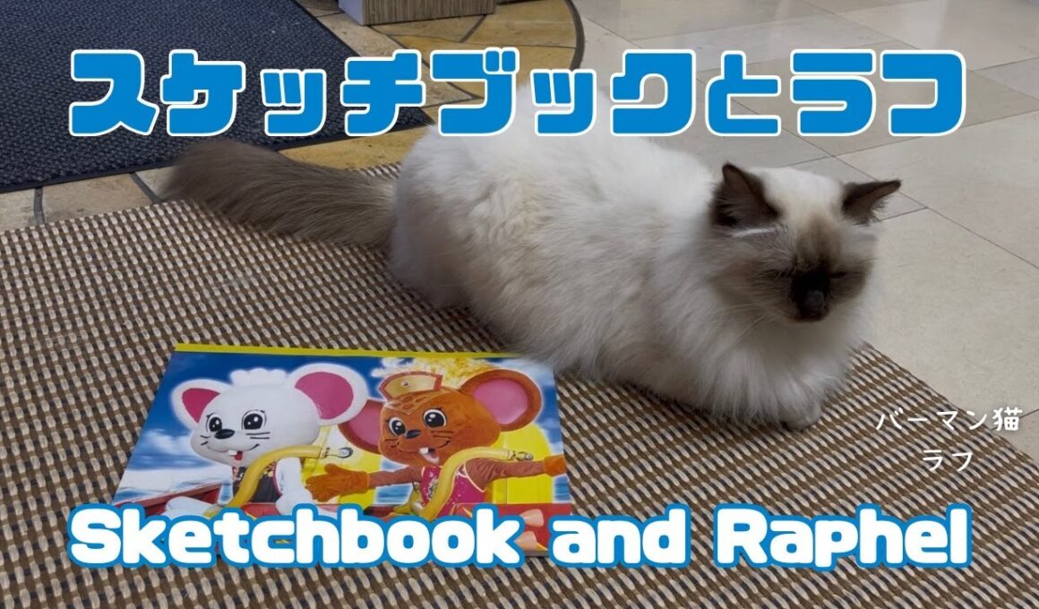 )バーマン猫ラフ【スケッチブックとラフ】Sketchbook and Raphel（バーマン猫）Birman/Cat