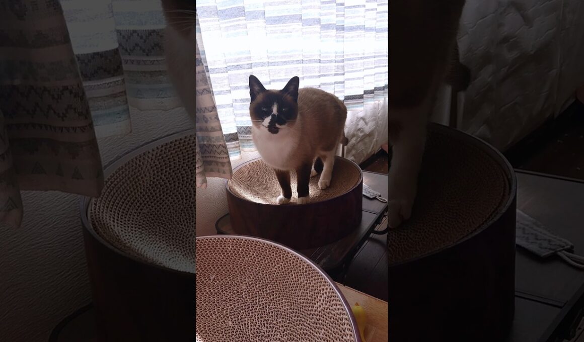 今日のシャム猫さん#猫 #ねこ #cat #Shorts
