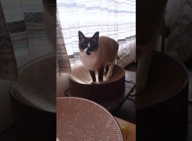 今日のシャム猫さん#猫 #ねこ #cat #Shorts