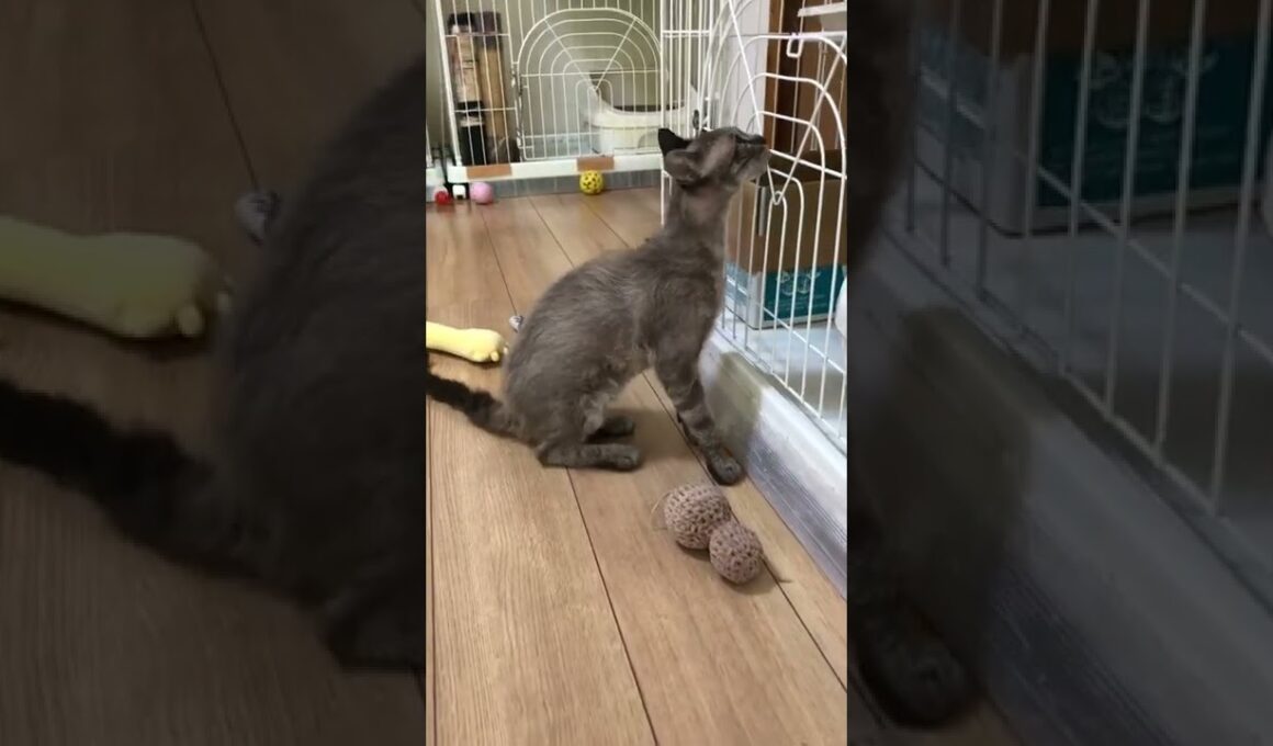 ラパーマ 落ち着いた毛色ゆるふわカールのラパーマ男の子