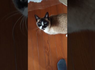 シャム猫さんと日向ぼっこ🌞#猫 #ねこ #cat #Shorts