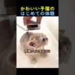 はじめてお風呂に入る子猫🐈