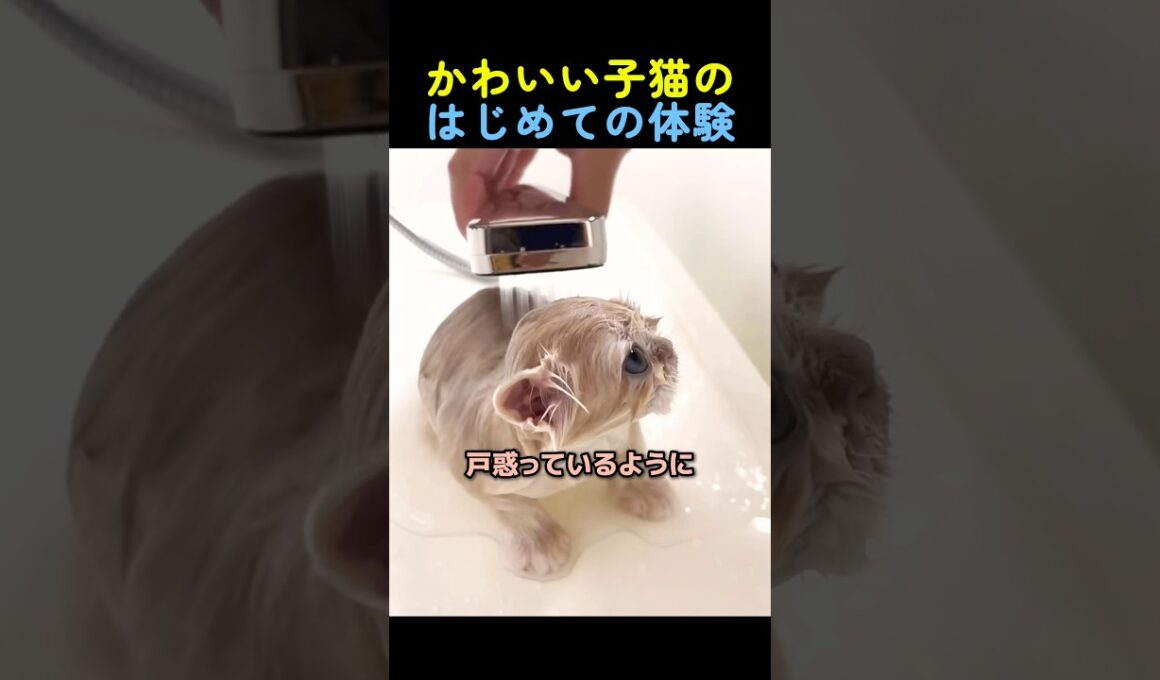 はじめてお風呂に入る子猫🐈