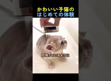 はじめてお風呂に入る子猫🐈