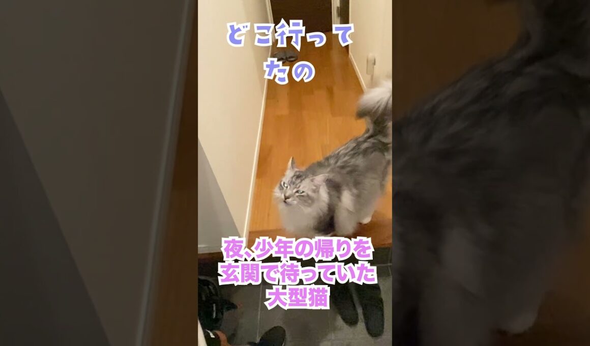 夜遅く帰ってきた少年を玄関で出迎える大型猫#メインクーン#shorts