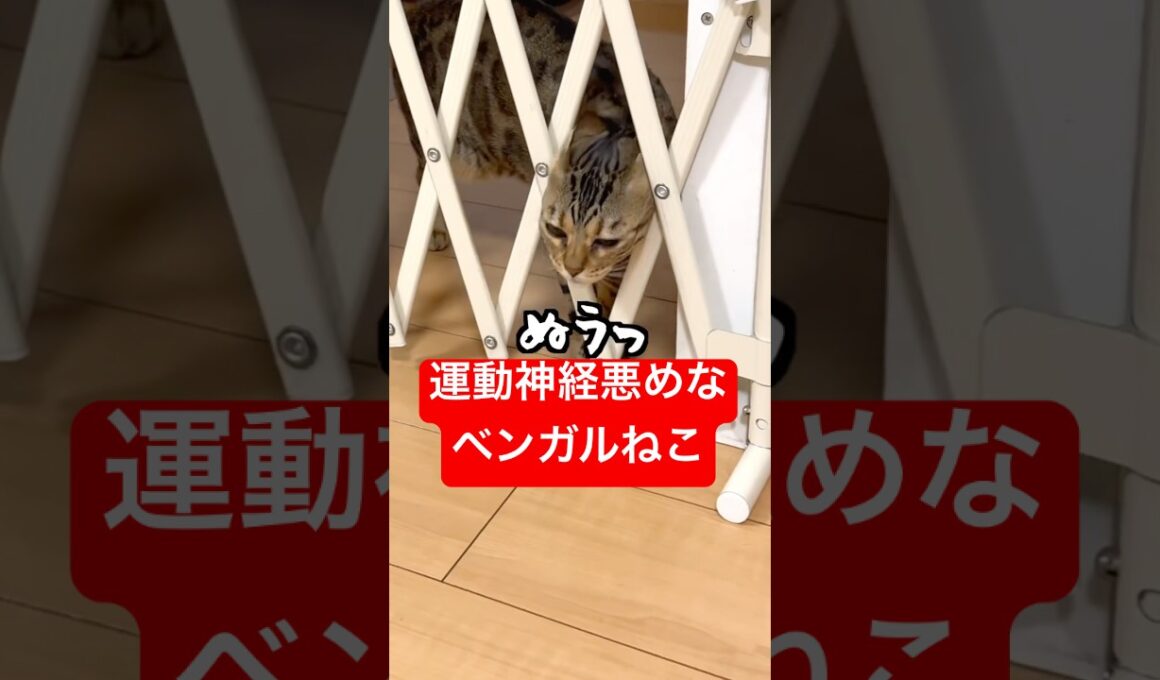 運動神経ヤバめなベンガル猫 #猫のいる暮らし #ベンガル #cat