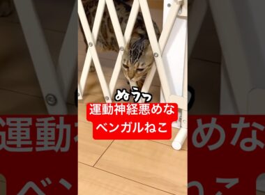 運動神経ヤバめなベンガル猫 #猫のいる暮らし #ベンガル #cat