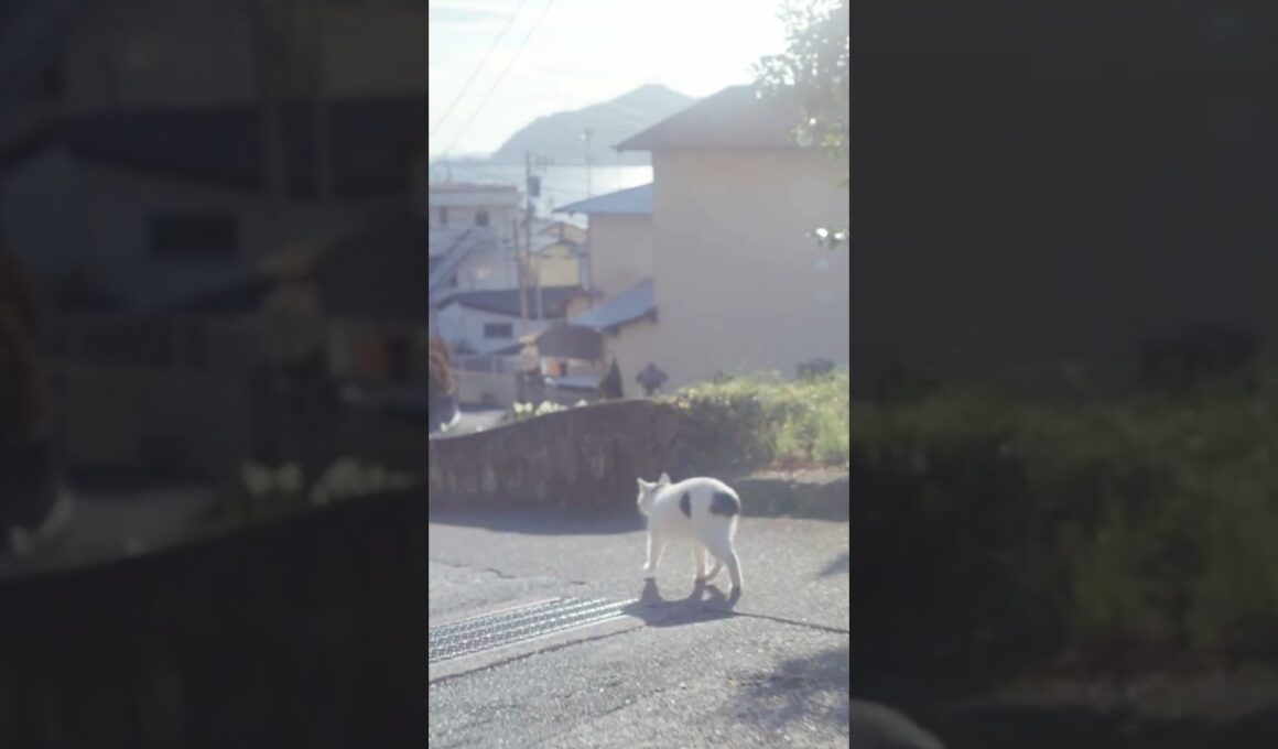 ついて来てね！早く来ないと置いてきぼりにするニャン！ #熱海  #伊豆 ♯ジャパニーズ・ボブテイル #保護猫 #猫のいる暮らし  #相模灘 #cat  #野良猫