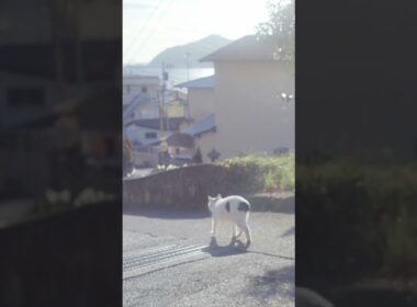 ついて来てね！早く来ないと置いてきぼりにするニャン！ #熱海  #伊豆 ♯ジャパニーズ・ボブテイル #保護猫 #猫のいる暮らし  #相模灘 #cat  #野良猫