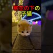 光の中で孤独だった子猫【感動物語】 #shorts