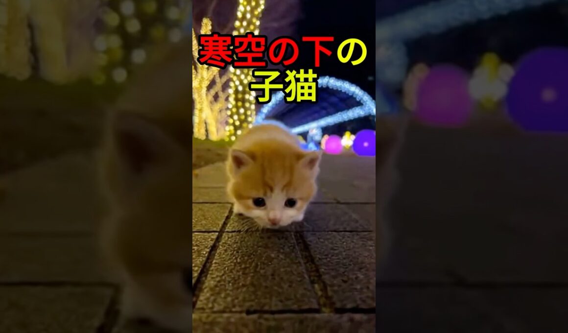 光の中で孤独だった子猫【感動物語】 #shorts